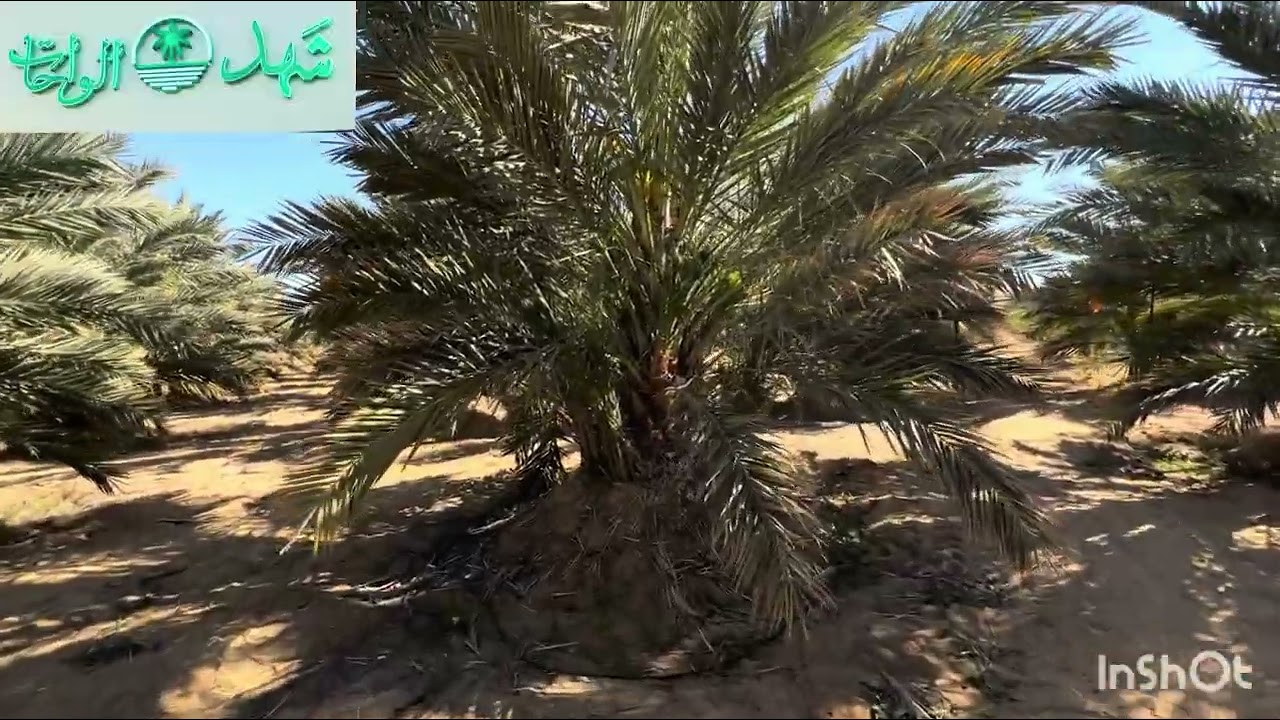 إيه الفرص الإستثمارية المتاحه حاليا أفضل العروض وأفضل الأسعار سنه 2026 !?مع دراسه الجدوى 