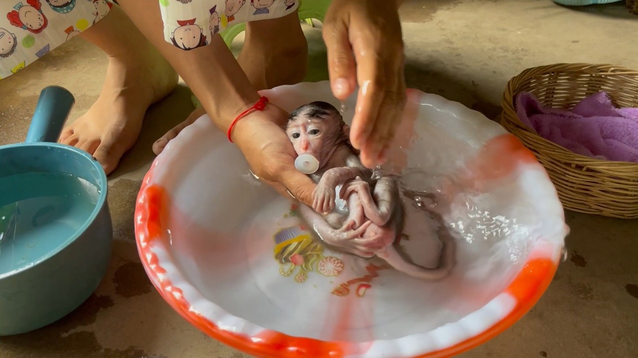 Mom bathing small BB mnkey after full night 