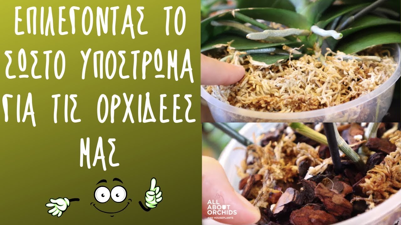 Επιλέγοντας το σωστό υπόστρωμα για τις ορχιδέες σας.