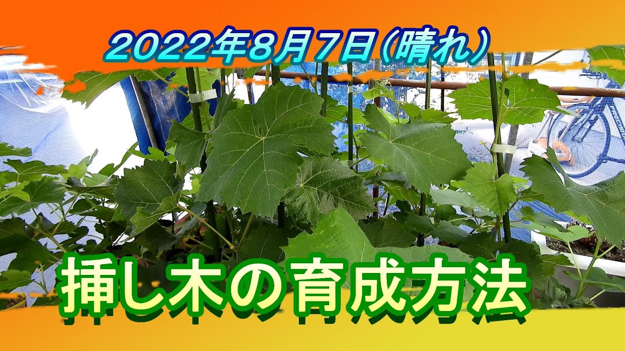 シャインマスカット挿し木の育成方法