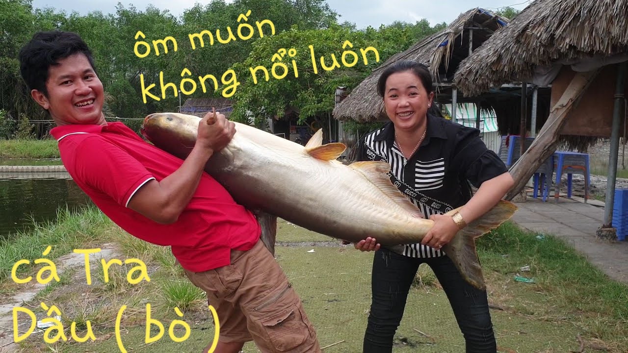 Chiến đấu với cá tra bò hồ Hoàng Hải. Bò chụp mồi trên tay | Săn bắt SÓC TRĂNG |