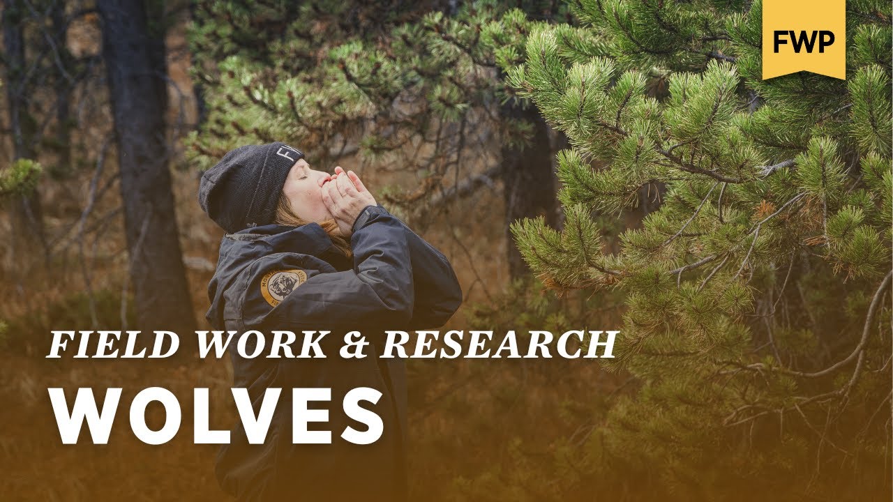 Wolf Monitoring | Montana Fish, Wildlife & Parks