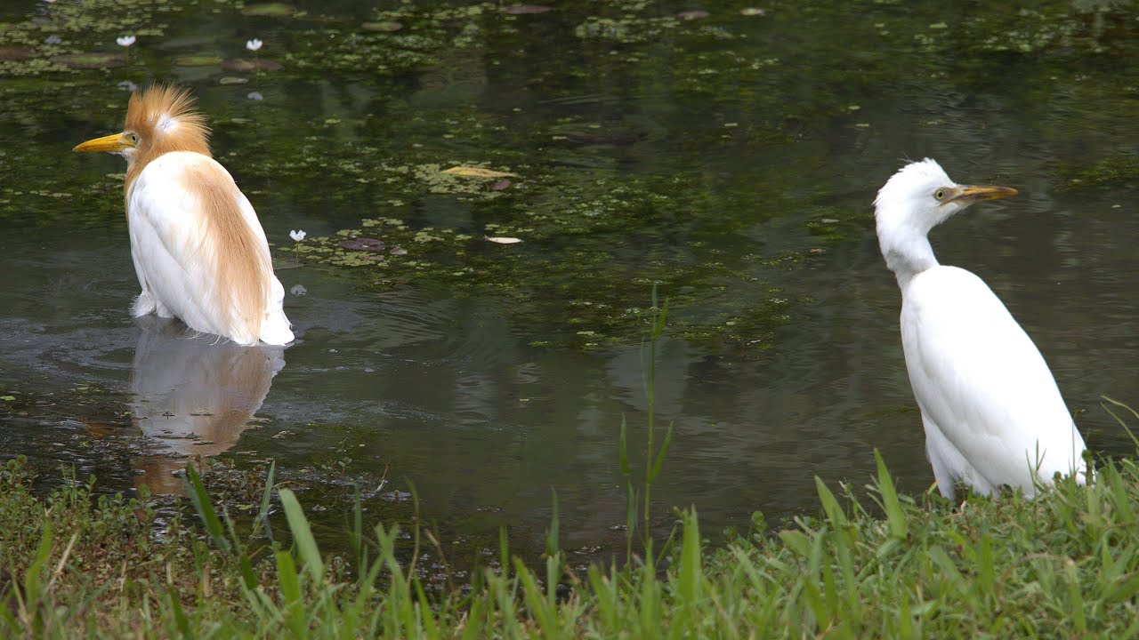 黃頭鷺 (繁殖羽&非繁殖羽) Cattle Egrets (breeding & non-breeding plumage)