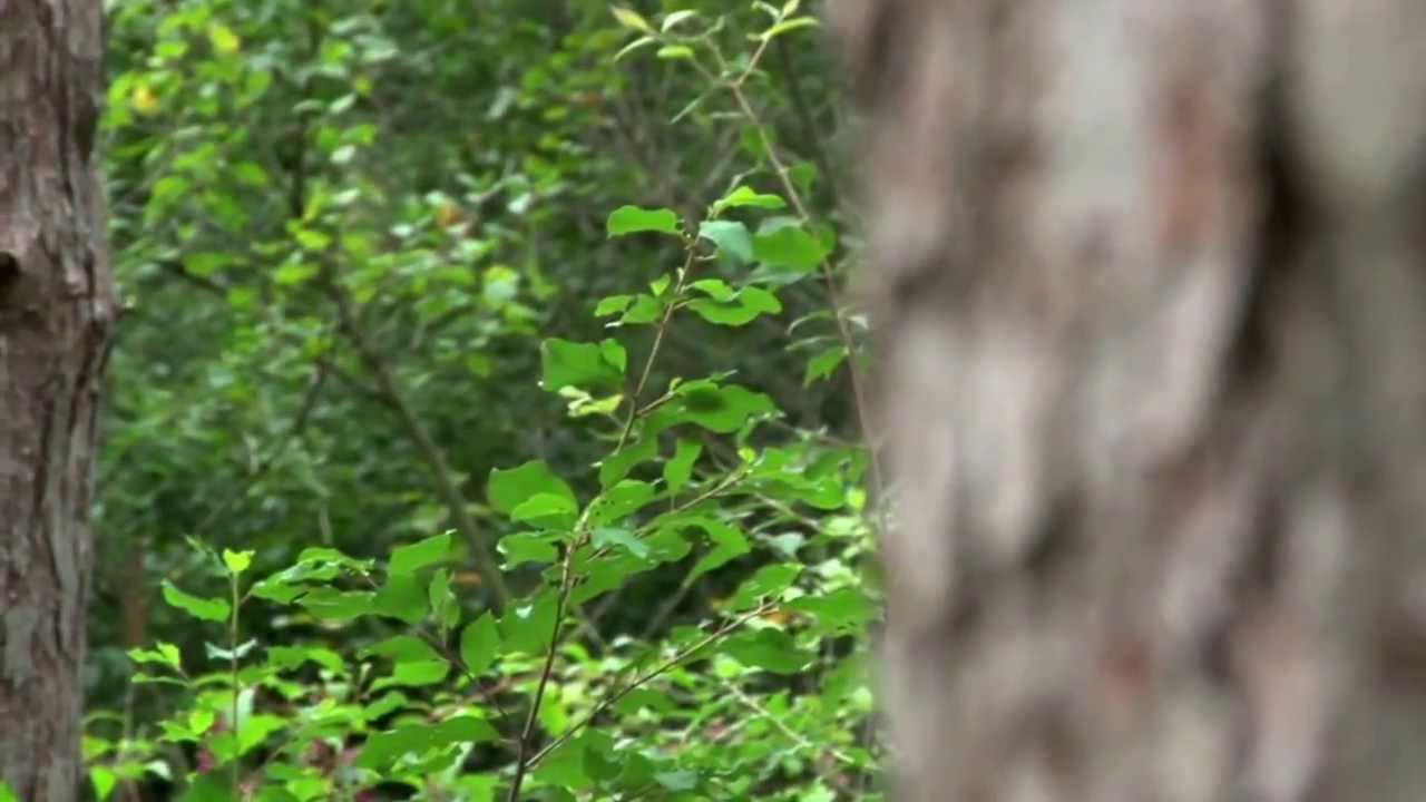 MSU AgBioResearch: Restoring Native Oak Trees