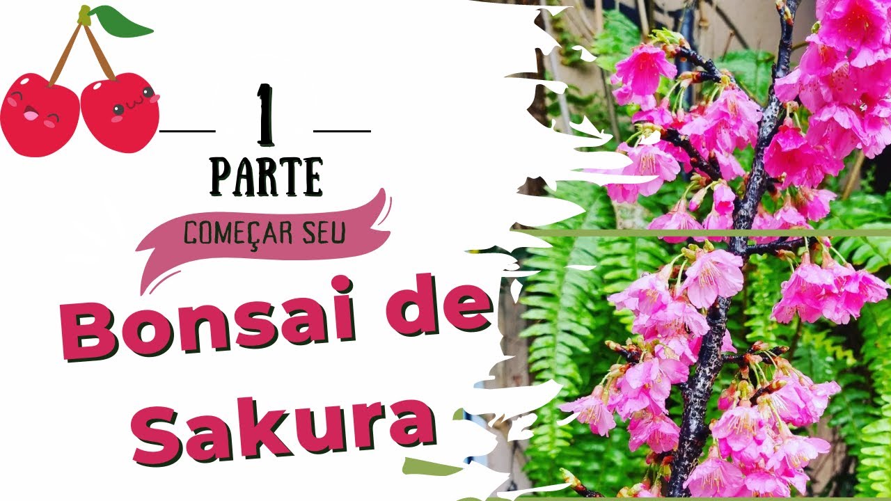 Como Fazer Bonsai de Sakura, A Cerejeira Japonesa