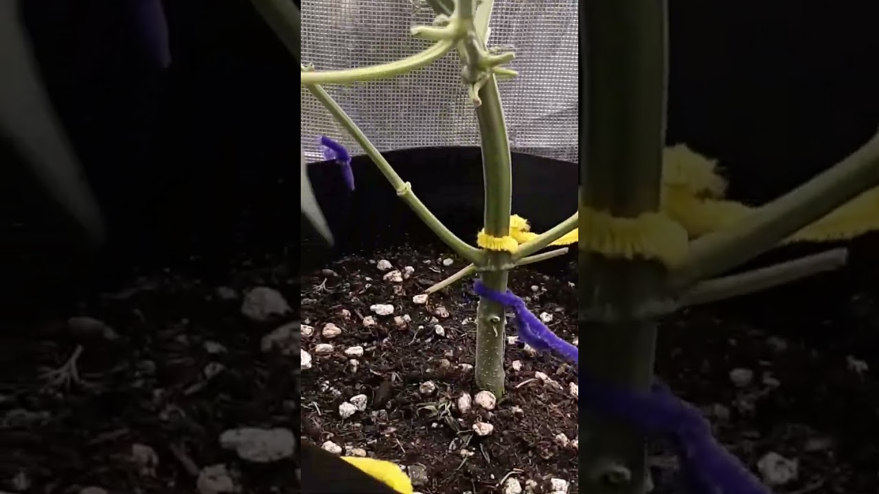 Banshee Auto A+K Lemon Haze x Og Kush Mars Hydro 2x2 tent