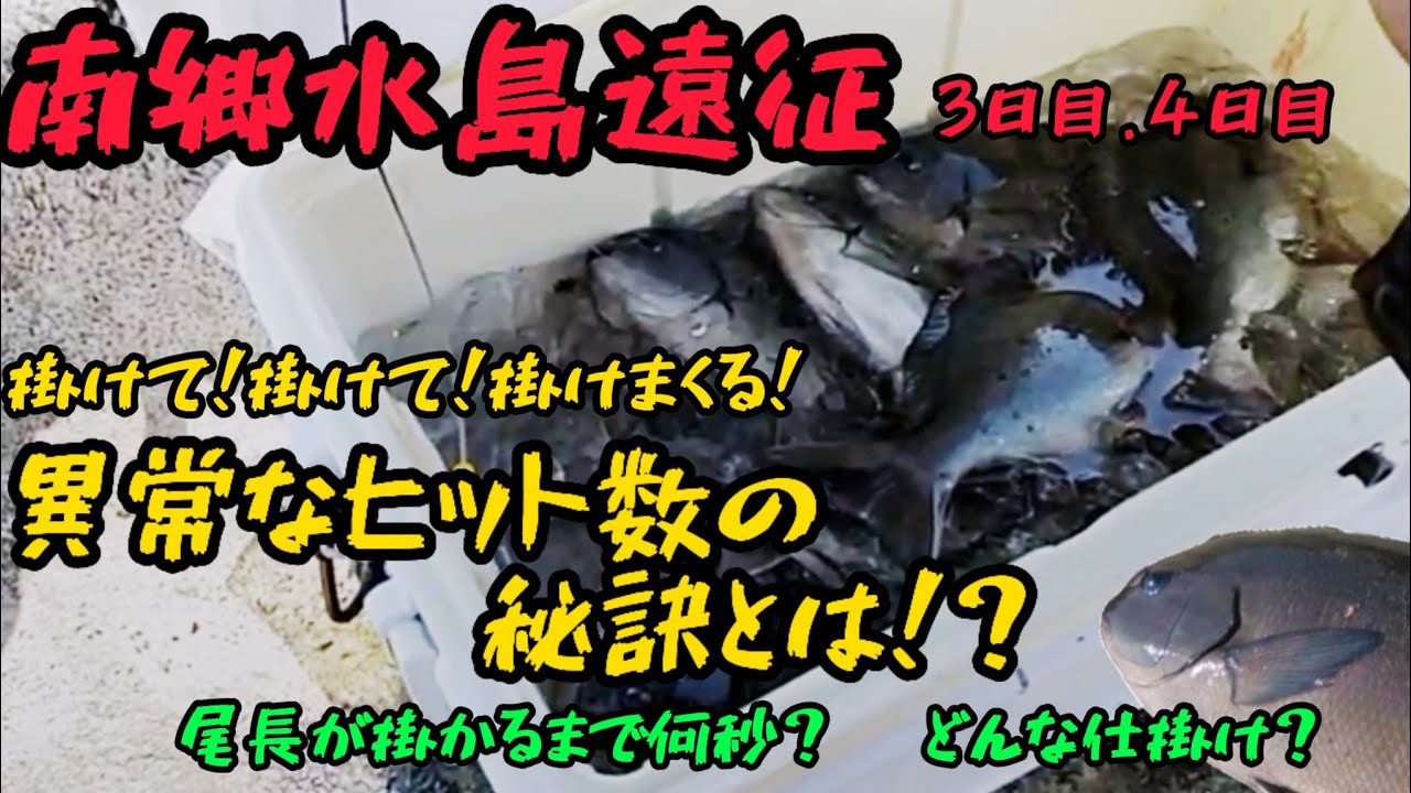 【南郷水島】尾長グレが止まらない！異常ヒットの秘密！？