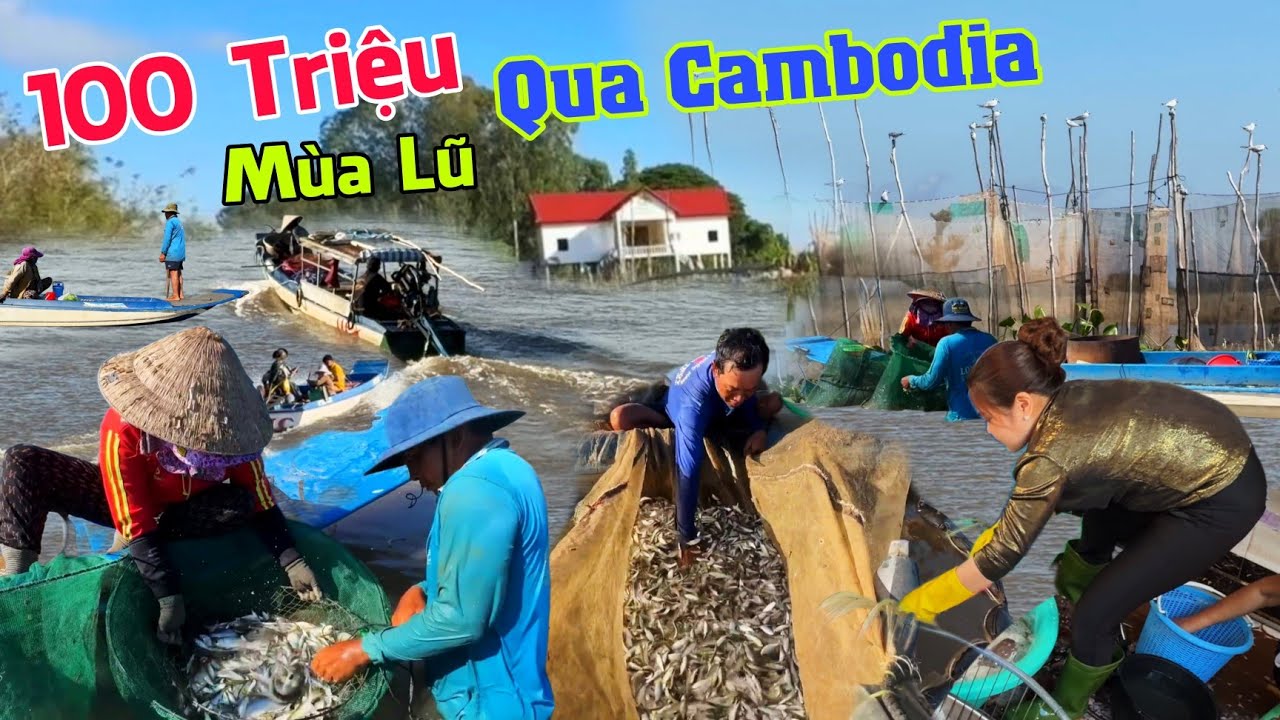 Con nước cá đi cả xóm đóng 100 triệu qua Campuchia đổ dớn đầy cá tôm chợ Vĩnh Xương