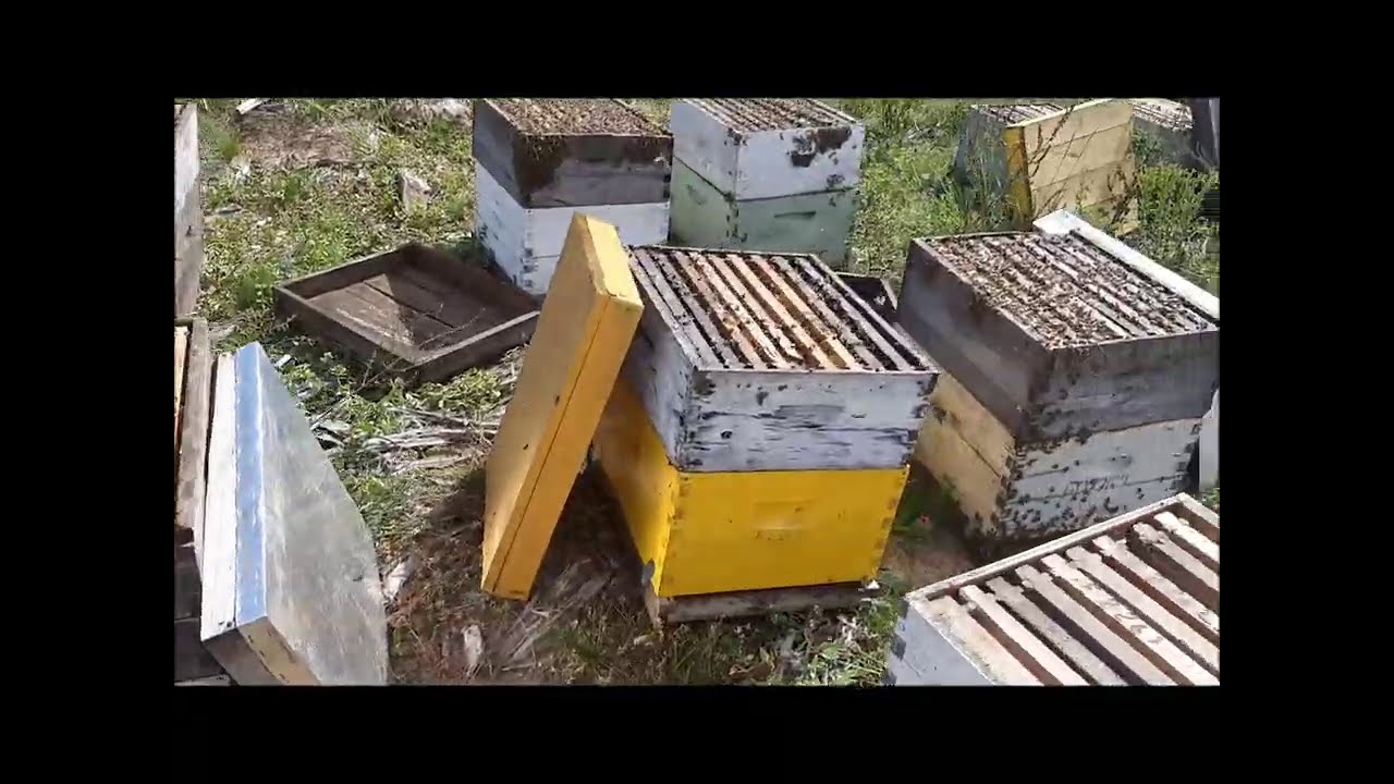 Apicultura Argentina: Colmenas en Monte de Eucalipto . ahora nos trasladamos al monte de eucaliptos