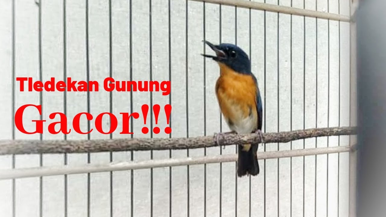 Tledekan Gunung NYULING DAN NGEROL SYAHDU!