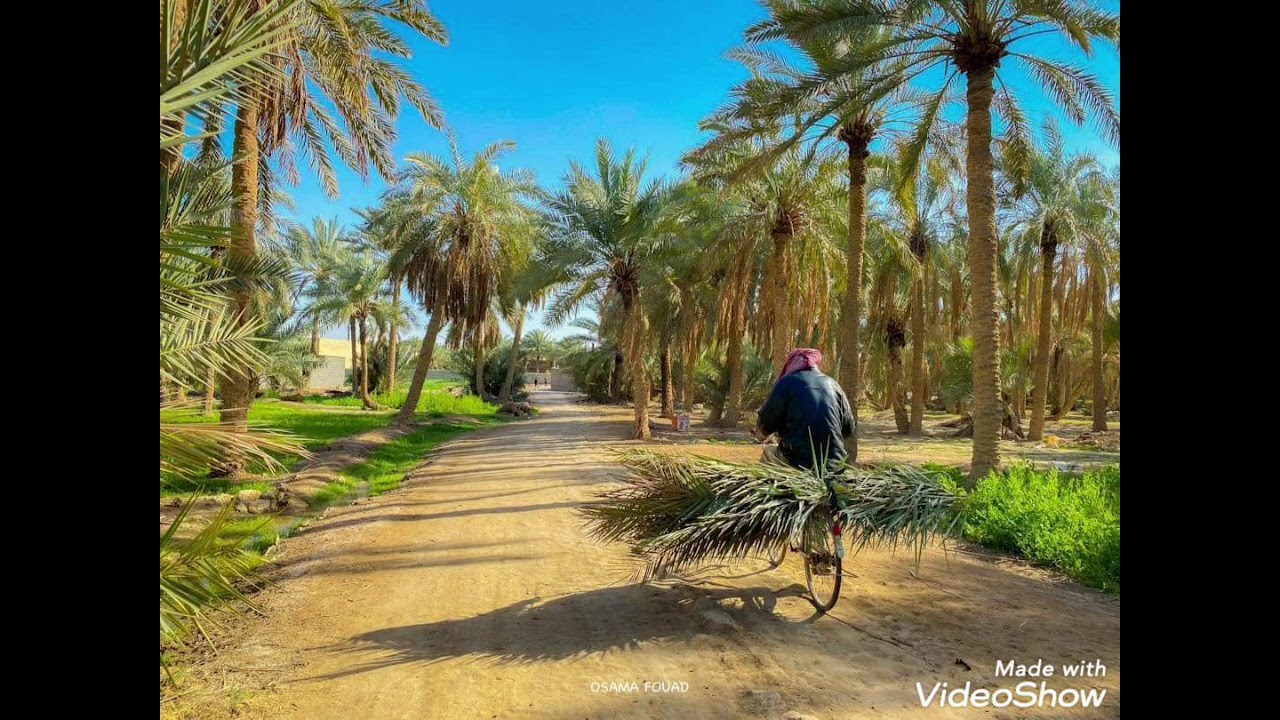 طياريات وندهات لتحريك البلبل الوحشي الخام .. لعيونكم خام بغدادي