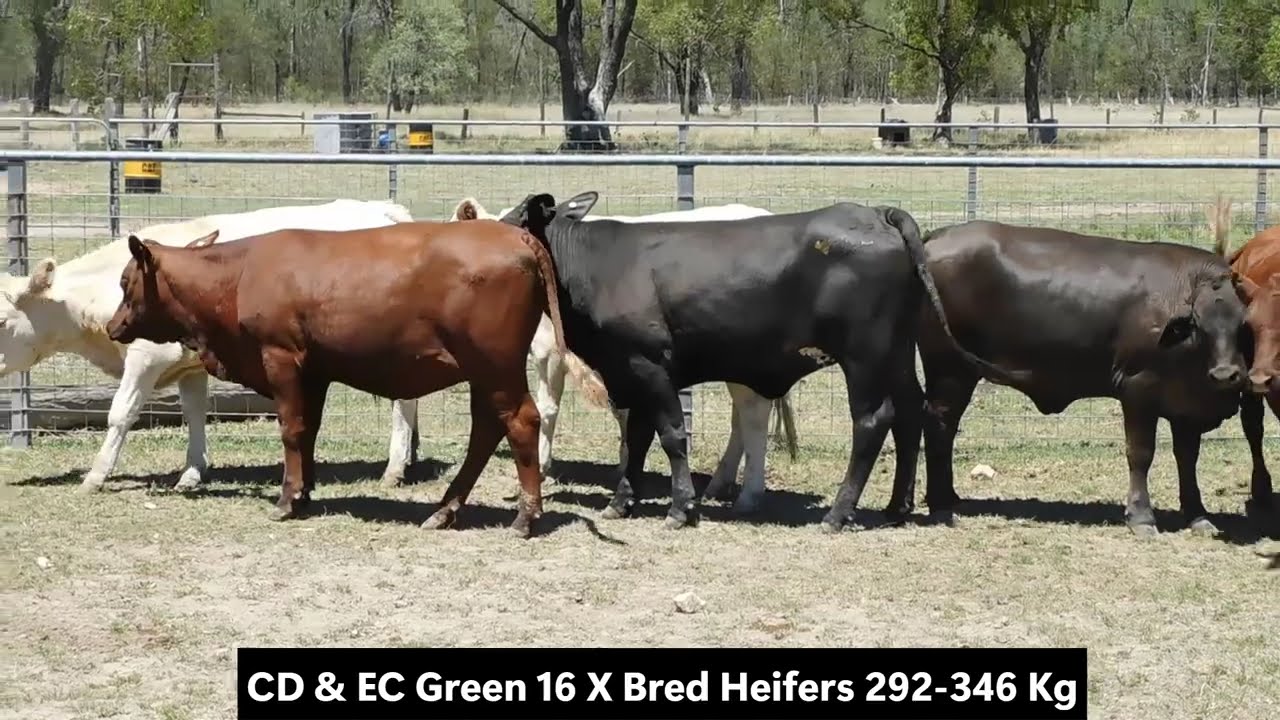 Green 16 Heifers