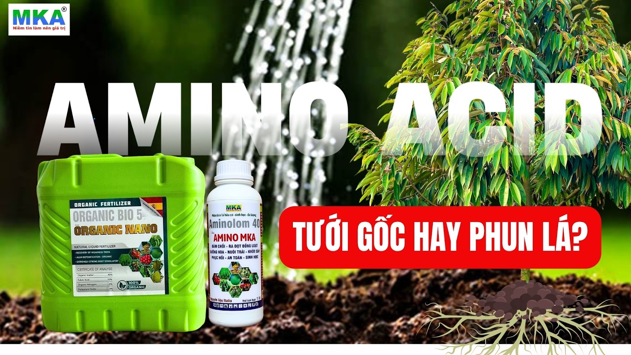 Amino acid l&agrave; g&igrave;? Ph&acirc;n b&oacute;n amino acid h&agrave;m lượng cao tưới gốc hay phun l&aacute;?