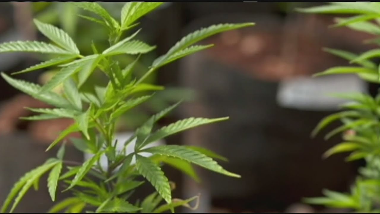 List of medical pot applicants released
