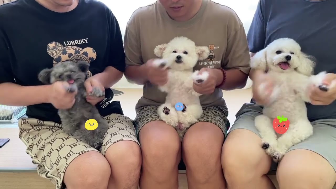 Dancing Dogs Reunion! 200-Dance Party Is Back 🐶💃 #CutePets #DogDance #ViralPup