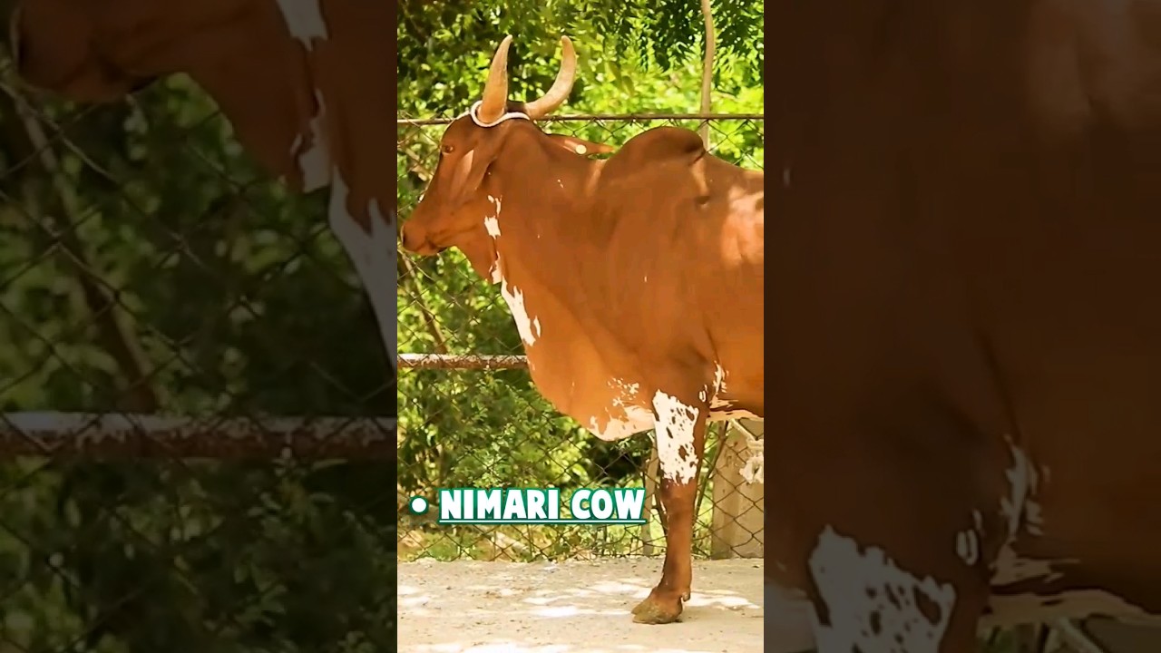 मध्यप्रदेश की महारानी गाय से मिलिए #shorts #shreekunj