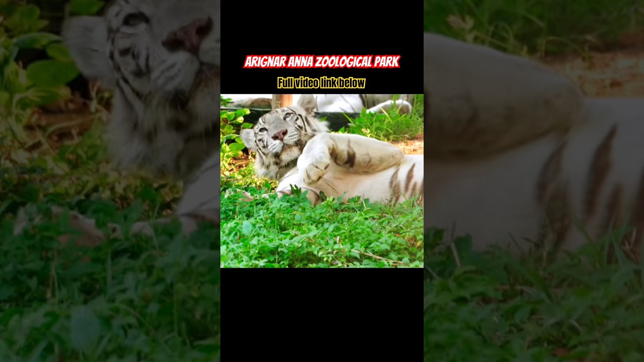 Vandalur Zoo #wildlife #vandalur #zoo #chennai #howrhythmexplore #wildlifeentertainment #animals