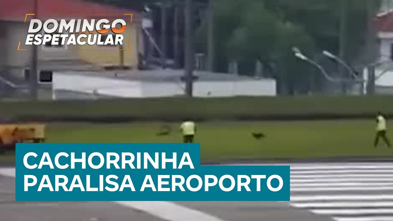 Cachorrinha foge de caixa de transporte e corre pela pista de aeroporto em SP