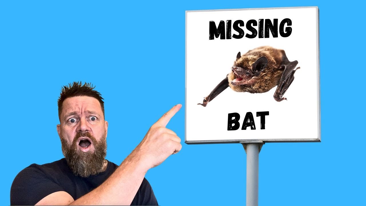The Bat In My House Disappeared. Why Some Bats Show Up Inside, Then Vanish & Can't Be Found. #bats