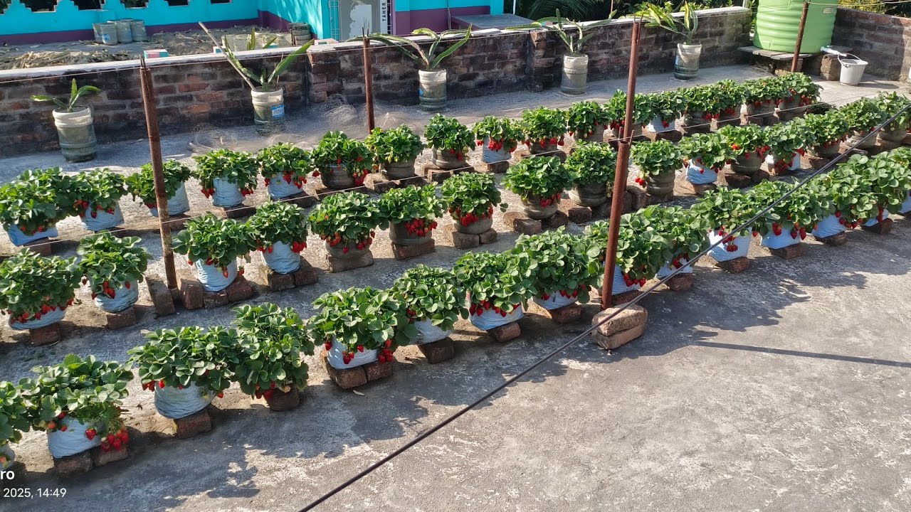Strawberry plant Care #explore #stroberry #fruit #stroberry #strowberry #viralvideo #rooftopgarden 