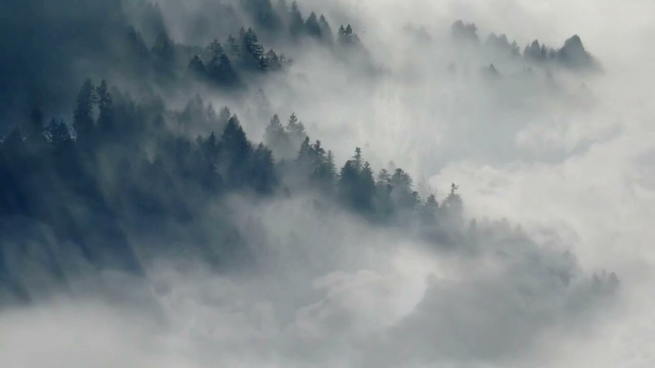 Mist and trees - Chill Lofi, Relax, Unwind