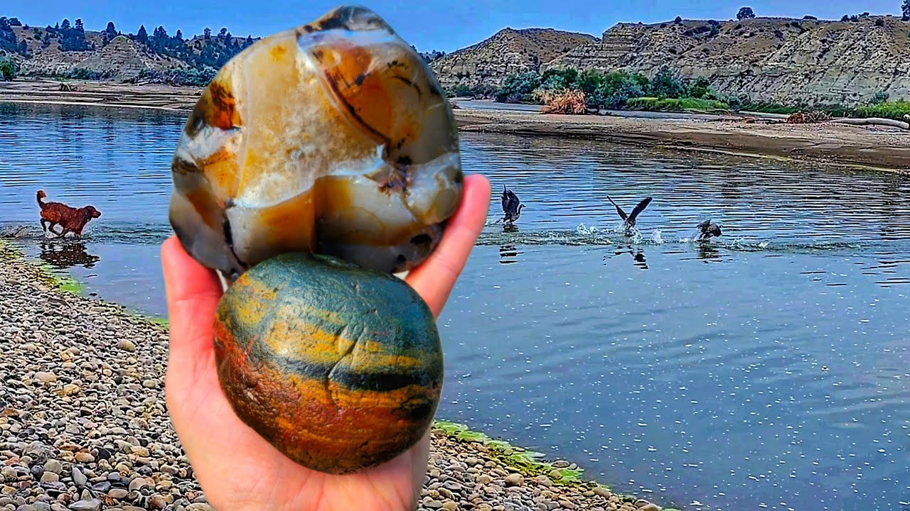 Finding Spectacular Shelf Specimens in the Wild Yellowstone River! #rockhounding
