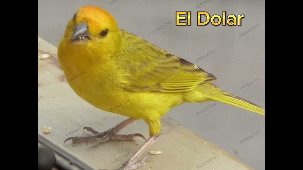 Jilguero Dorado Argentino El Dolar