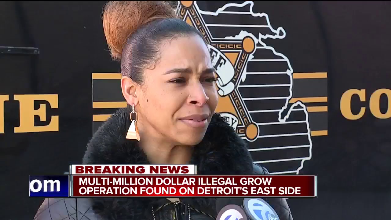 Massive illegal marijuana grow operation busted on Detroit's east side, thousands of plants seized