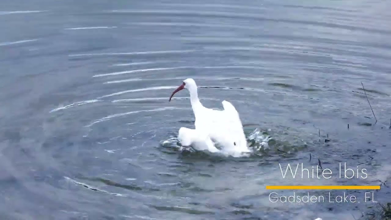 Ibis Bathing