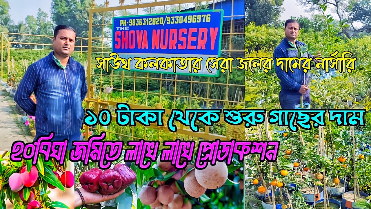 সাউথ কলকাতার সব থেকে কমদামের বড়ো ফল গাছের নার্সারি, শোভা নার্সারি।