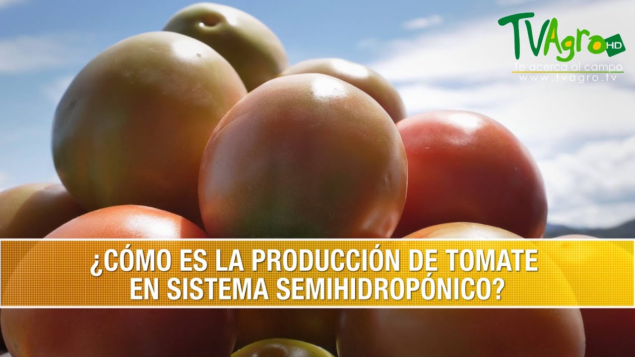 Como es la Produccion de Tomate en Sistema Semihidroponico- TvAgro por Juan Gonzalo Angel Restrepo