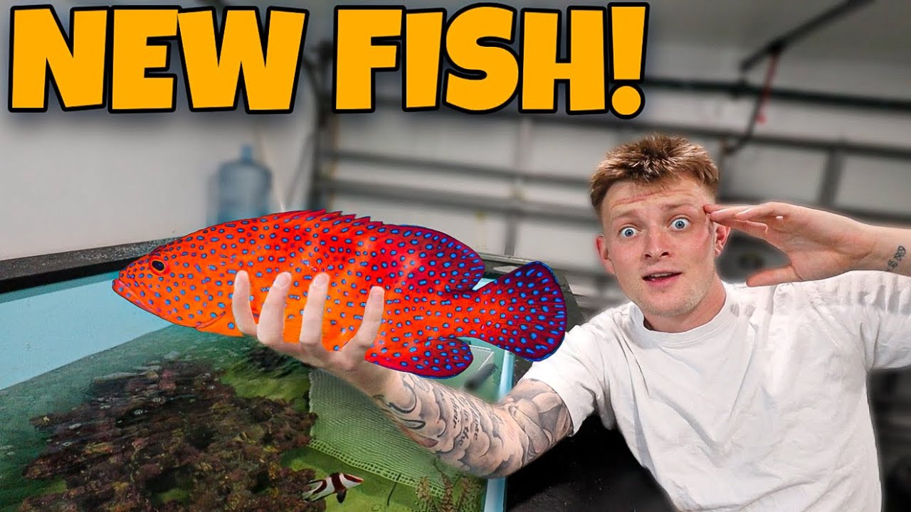 Я КУПИЛ САМУЮ КРУТУЮ РЫБУ В МАГАЗИНЕ!