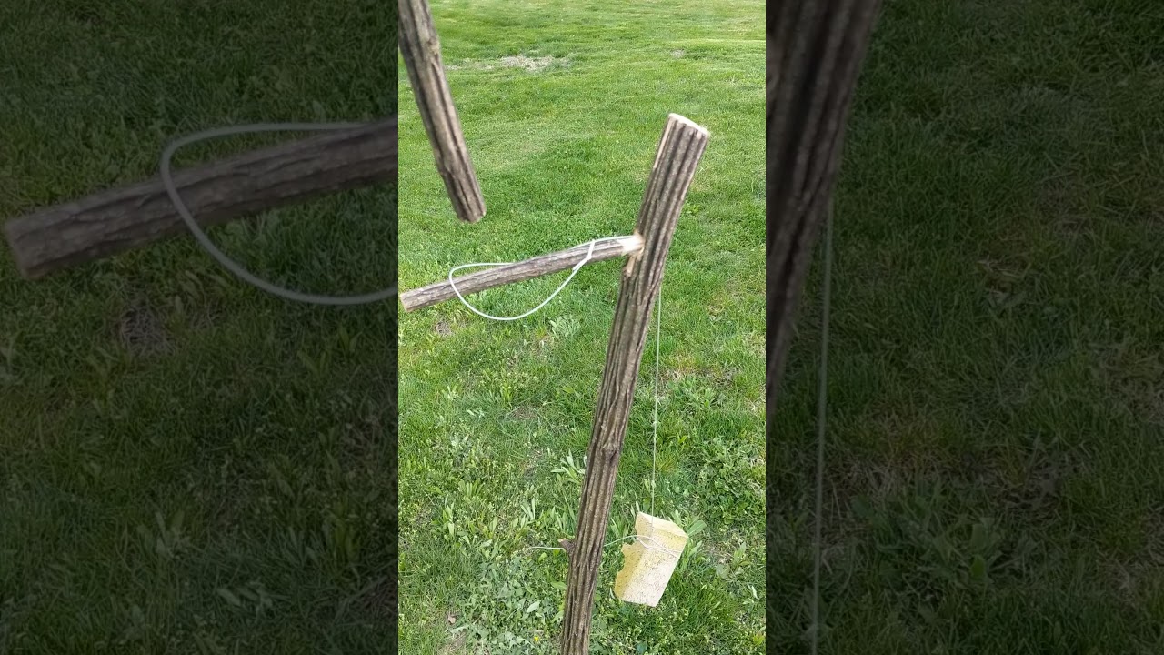 Ojibwa bird snare