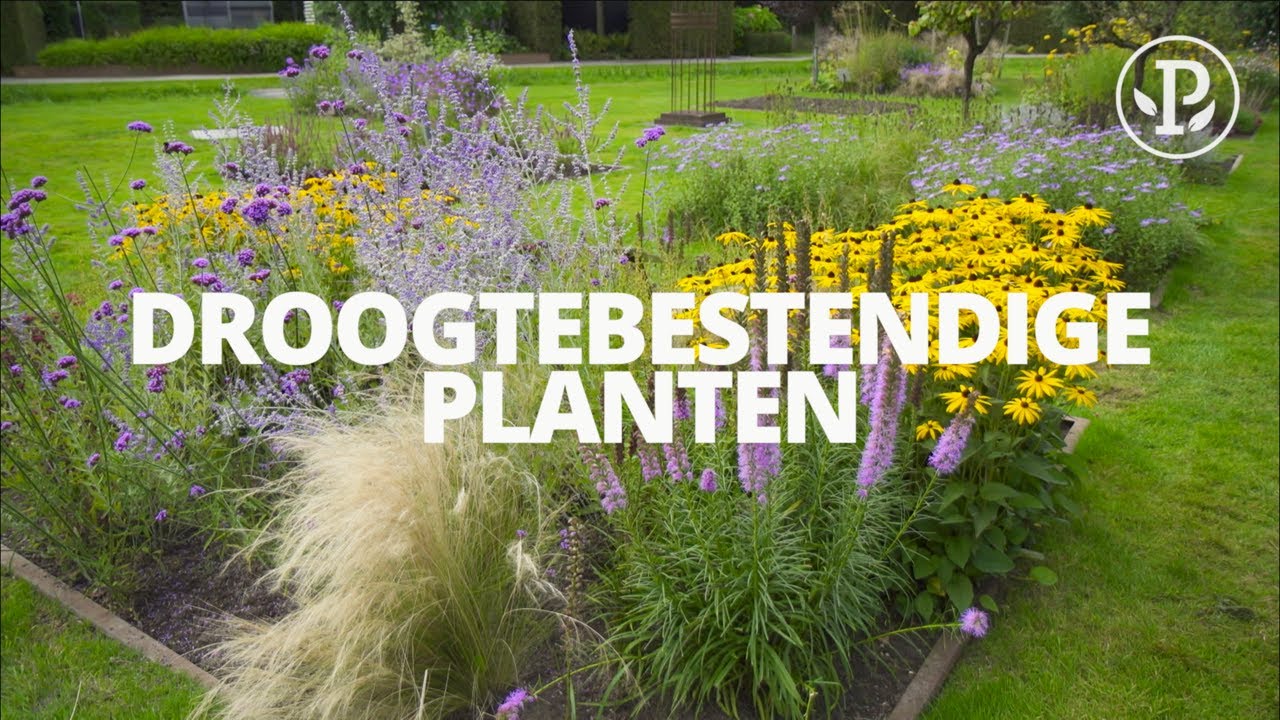 DROOGTEBESTENDIGE PLANTEN