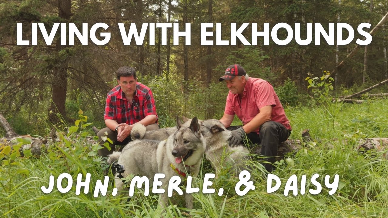Life With Norwegian Elkhounds | Special Visit with John, Merle & Daisy |