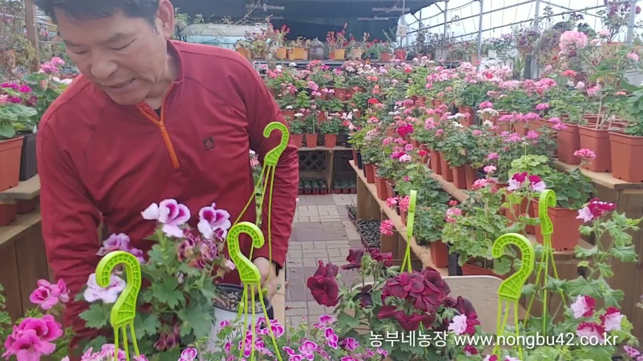 리갈 제라늄 종루별 특징  4월 13일