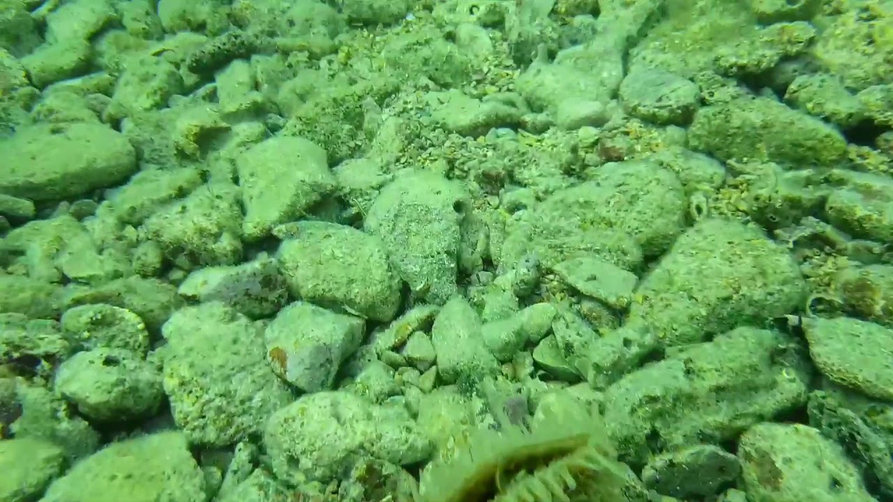 Periske Pje&scaron;ćana Uvala 2018