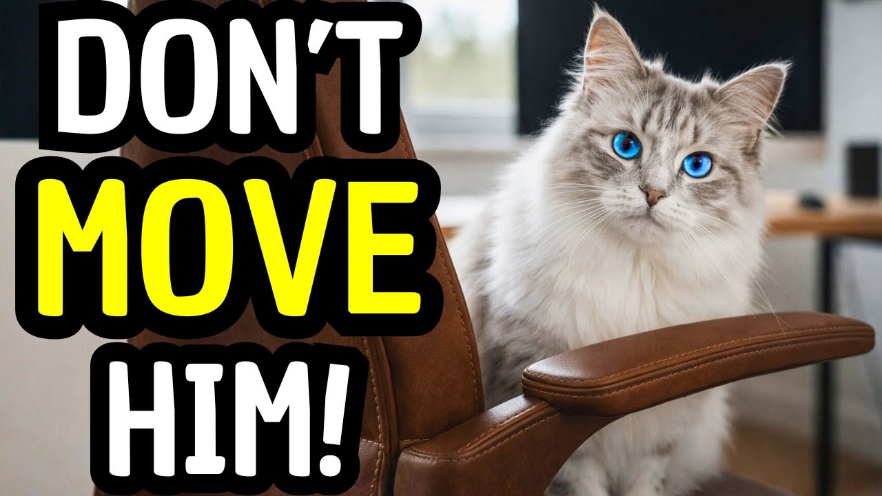 Does Your Cat Steal Your Seat? Here’s What They’re Really Saying