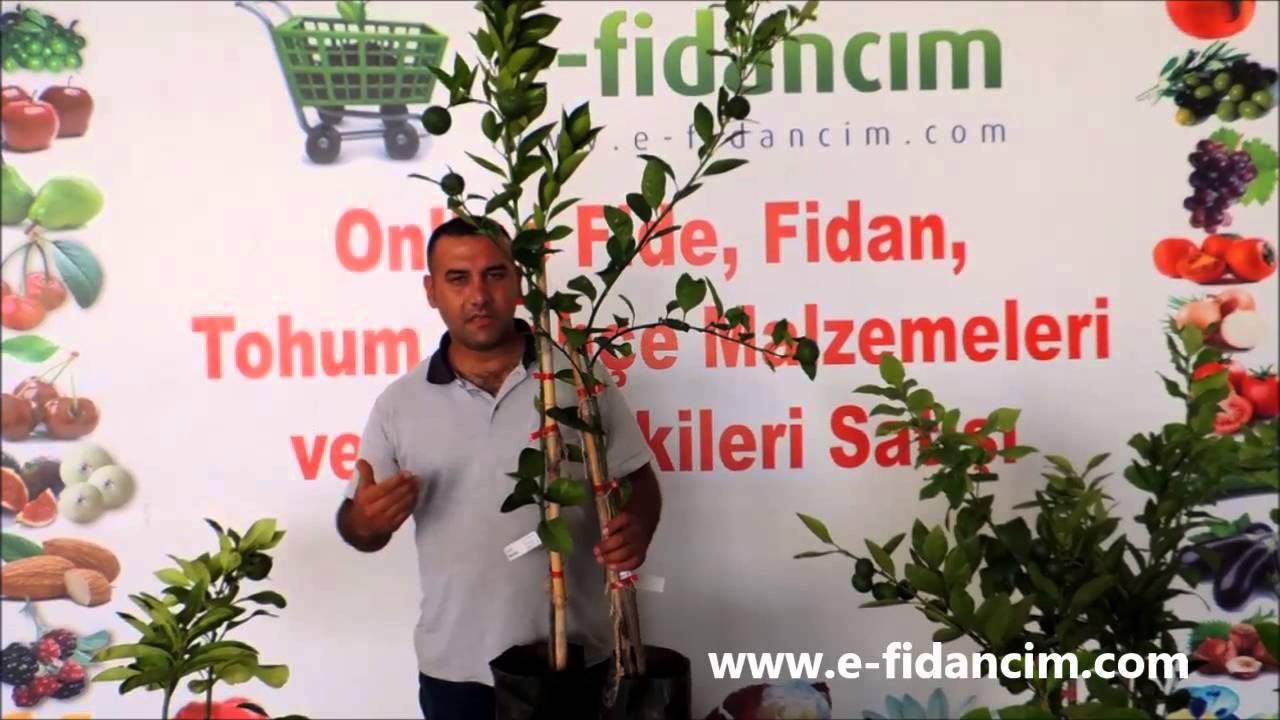 Portakal Fidanı Özellikleri ve Satışı