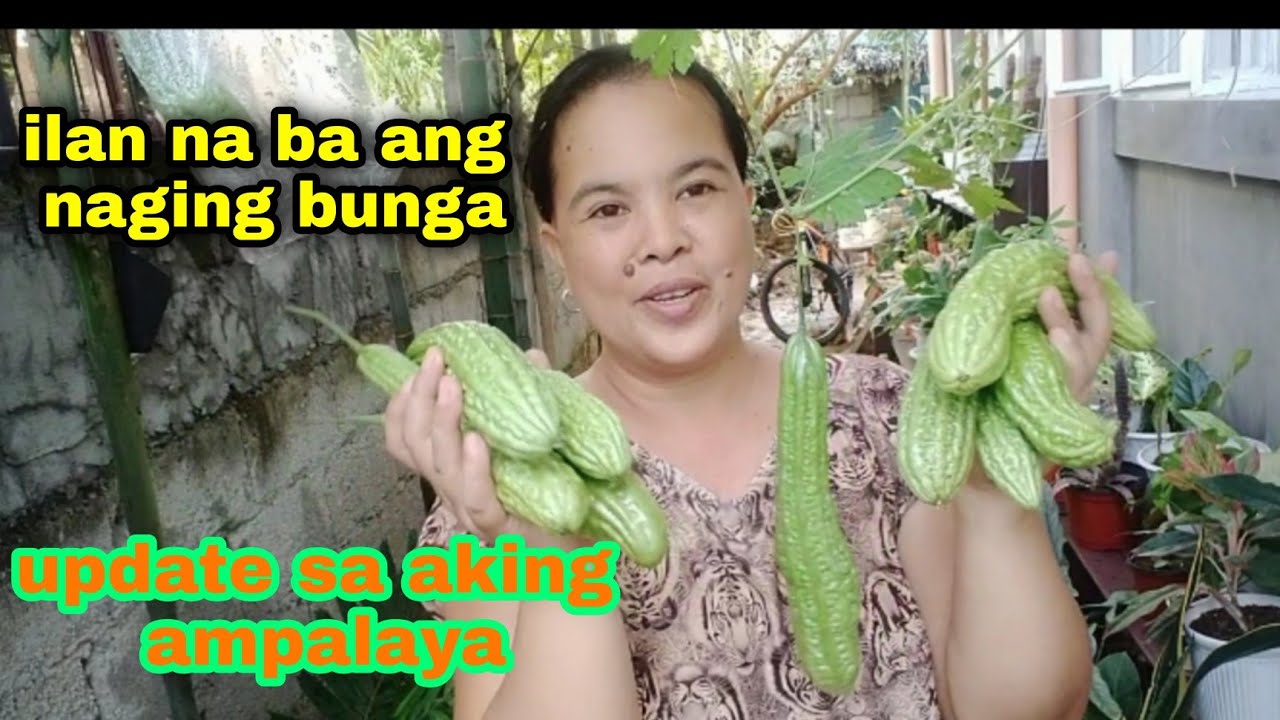 Magbilang tayo ng bunga, at ilan na ba ang nagiging bunga ng aking ampalaya