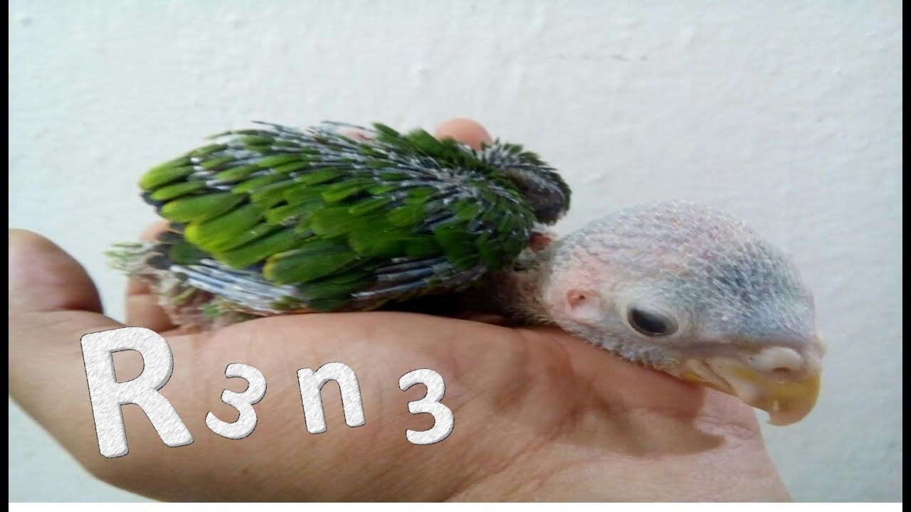 AMAZONAS/ COMO SE DESARROLLAN MEJOR/JRASGADOL AVES