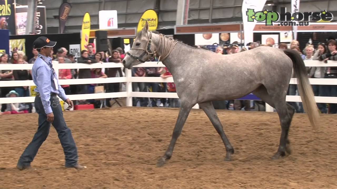 Equitana Melbourne - Ali Al Ameri Horse Training for Film Work Part 1