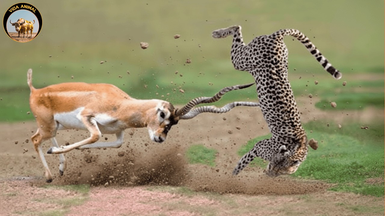 Cuando la Presa Contraataca – Gacela vs Guepardos | Documental De Vida Salvaje | Vida Animal TV