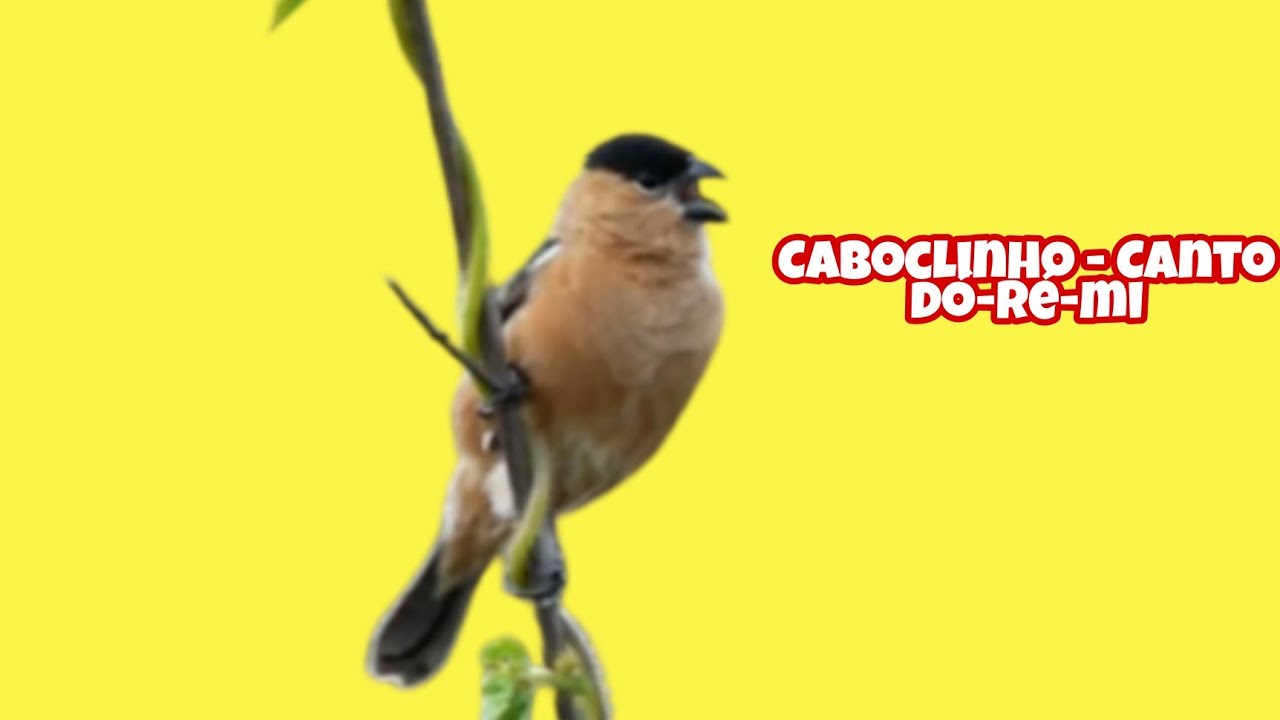 Canto do Caboclinho - dó-ré-mi