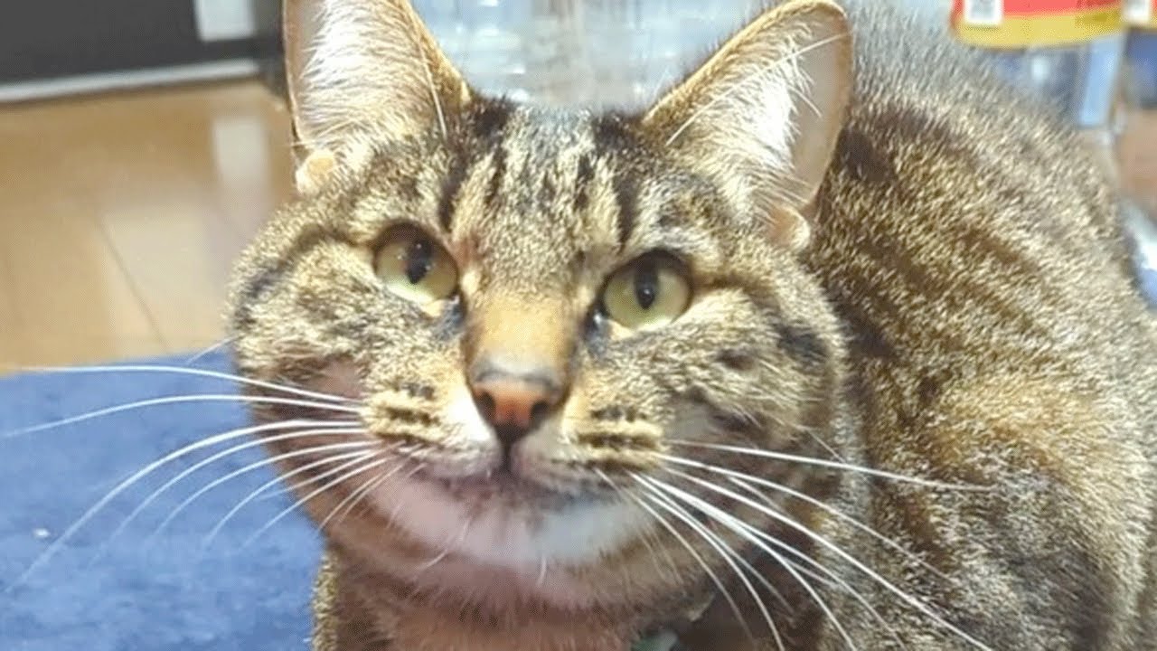 遅ればせながら明けましておめでとうございます