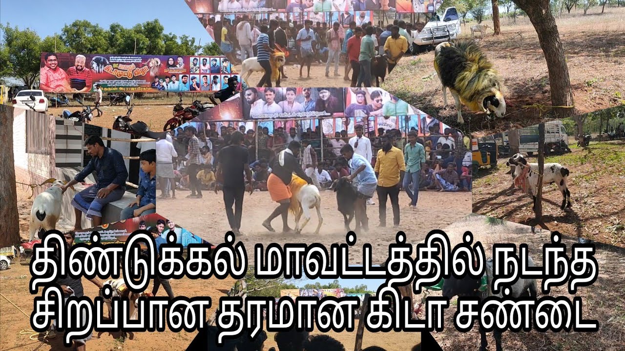 அரசு அனுமதியுடன் திண்டுக்கல் மாவட்டத்தில் நடந்த சிறப்பான தரமான கிடா சண்டை|| Dindukkal goat fight...