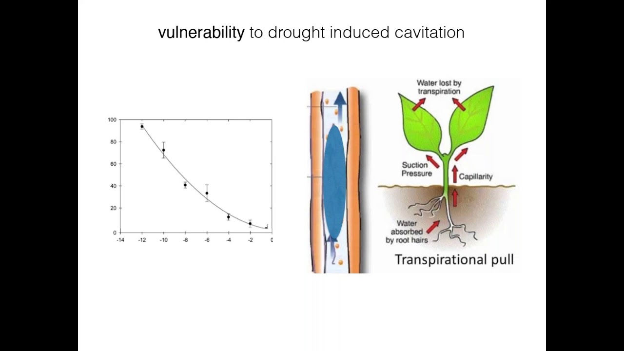 Detecting drought refugia in the chaparral: a case study from the CA Channel Islands