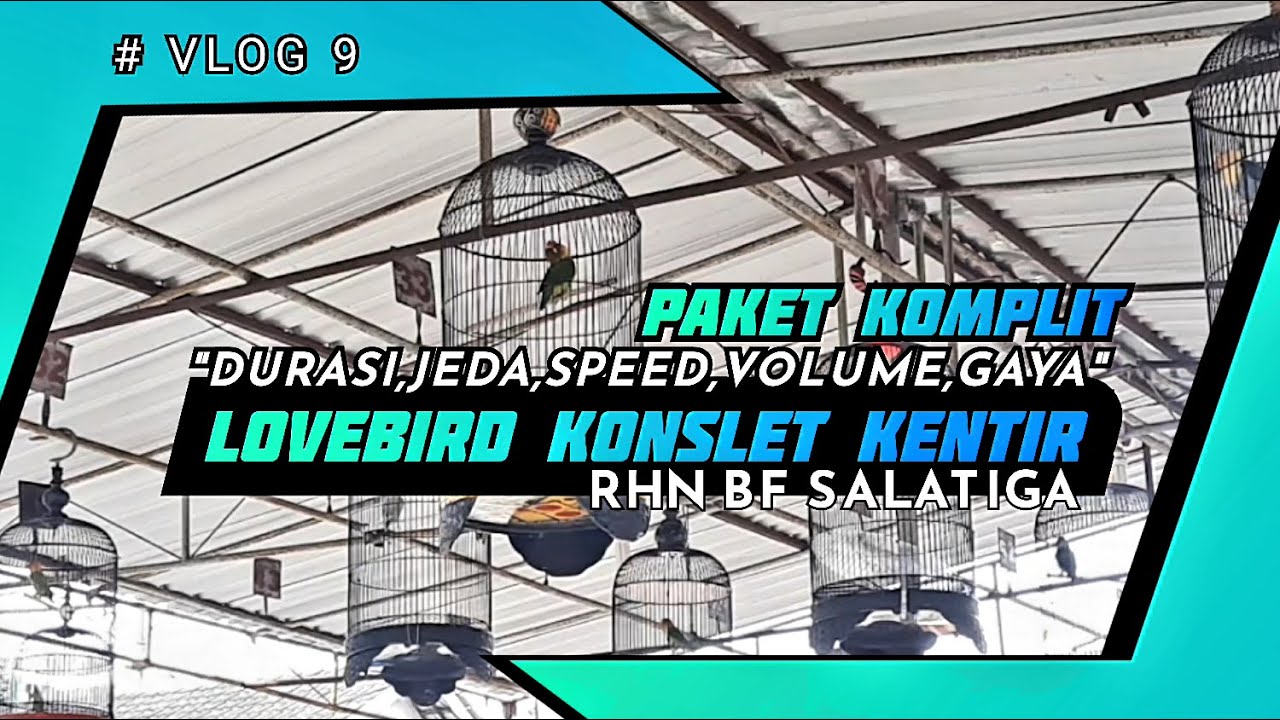 VLOG 9 PAKET KOMPLIT  LOVEBIRD KONSLET KENTIR RHN BF SALATIGA