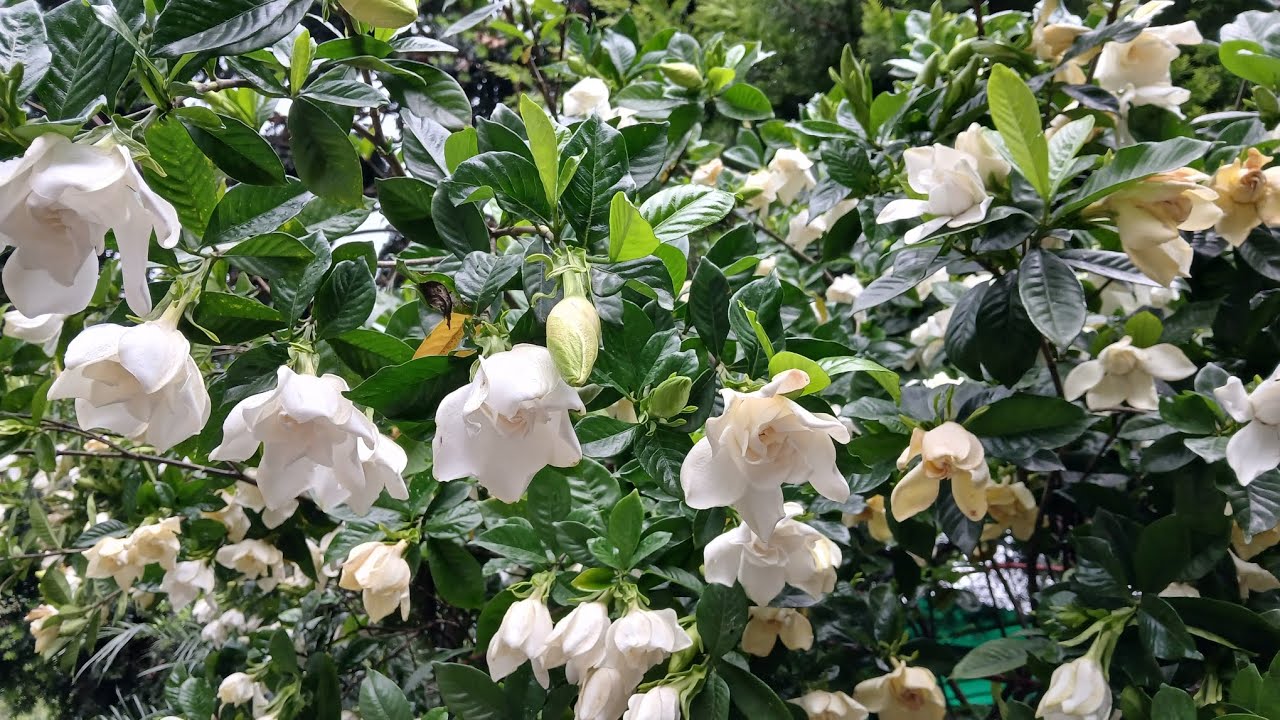 Gardenia Bloom