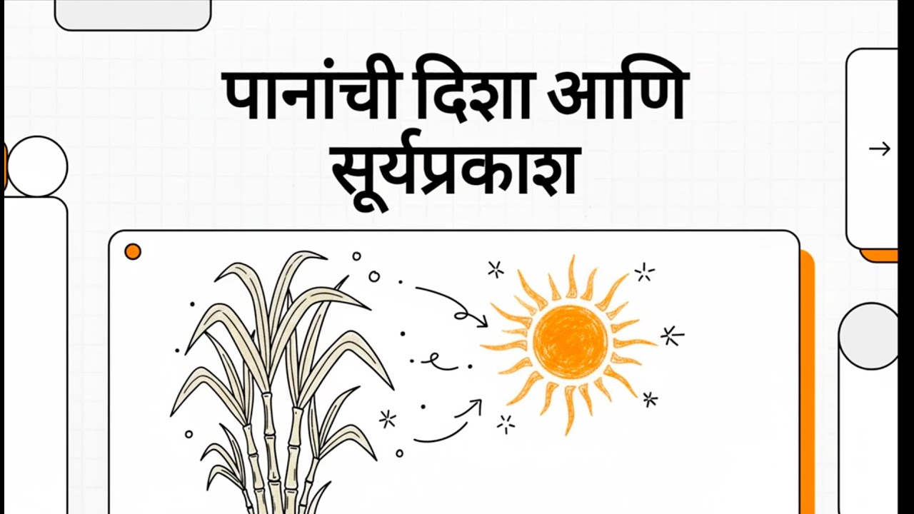 ऊस हिरवा असूनही टन कमी का? पानांची दिशा सांगते खरी चूक!
